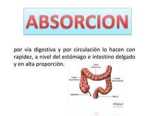 por vía digestiva y por circulación lo hacen con
rapidez, a nivel del estómago e intestino delgado
y en alta proporción.
 