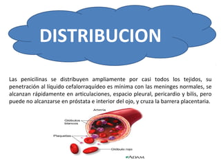 DISTRIBUCION
Las penicilinas se distribuyen ampliamente por casi todos los tejidos, su
penetración al líquido cefalorraquídeo es mínima con las meninges normales, se
alcanzan rápidamente en articulaciones, espacio pleural, pericardio y bilis, pero
puede no alcanzarse en próstata e interior del ojo, y cruza la barrera placentaria.
 