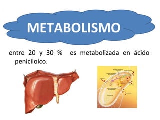 METABOLISMO
entre 20 y 30 %   es metabolizada en ácido
  peniciloico.
 