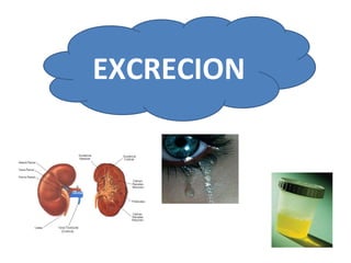 EXCRECION
 