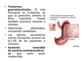 • Trastornos
  gastrointestinales: El más
  frecuente es la diarrea, ya
  que la penicilina elimina la
  flora     intestinal.    Puede
  también provocar náuseas y
  vómitos.
• Infecciones        adicionales,
  incluyendo candidiasis.
• Los efectos secundarios
  menos frecuentes ocurren en
  0,1-1% de los pacientes e
  incluyen:
• Aumento               reversible
  de enzimas aminotransferas
  as,    que      suele     pasar
  inadvertido.
 