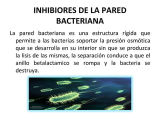 INHIBIORES DE LA PARED
               BACTERIANA
La pared bacteriana es una estructura rígida que
  permite a las bacterias soportar la presión osmótica
  que se desarrolla en su interior sin que se produzca
  la lisis de las mismas, la separación conduce a que el
  anillo betalactamico se rompa y la bacteria se
  destruya.
 