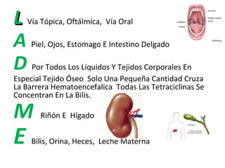 L   Vía Tópica, Oftálmica, Vía Oral

A    Piel, Ojos, Estomago E Intestino Delgado

D    Por Todos Los Líquidos Y Tejidos Corporales En
Especial Tejido Óseo Solo Una Pequeña Cantidad Cruza
La Barrera Hematoencefalica Todas Las Tetraciclinas Se
Concentran En La Bilis.

M      Riñón E Hígado


E    Bilis, Orina, Heces, Leche Materna
 