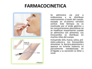 FARMACOCINETICA
         Se administra vía oral o
         endovenosa y se distribuye
         extensamente a través del cuerpo,
         excepto en el sistema nervioso
         central. Este fármaco no es
         inactivado por el ácido gástrico y
         las concentraciones plasmáticas no
         se modifican mayormente cuando
         se administra con alimentos. Los
         lincosanidos se distribuye en
         muchos sitios del cuerpo.
         Incluyendo: bilis, hueso, saliva, pró
         stata y pleura y. Los lincosanidos
         atraviesan la barrera placentaria y
         aparece en la leche materna, es
         parcialmente metabolizada en
         el hígado y su excreción es biliar y
         renal.
 
