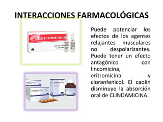 INTERACCIONES FARMACOLÓGICAS
               Puede potenciar los
               efectos de los agentes
               relajantes musculares
               no      despolarizantes.
               Puede tener un efecto
               antagónico          con
               lincomicina,
               eritromicina           y
               cloranfenicol. El caolín
               disminuye la absorción
               oral de CLINDAMICINA.
 