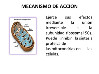 MECANISMO DE ACCION
        Ejerce      sus      efectos
        mediante        la    unión
        irreversible       a      la
        subunidad ribosomal 50s.
        Puede inhibir la síntesis
        proteica de
        las mitocondrias en      las
        células.
 