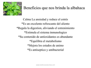 Beneficios que nos brinda la albahaca
Calma La ansiedad y reduce el estrés
*Es un excelente refrescante del aliento
*Regula la digestion, aliviando el estrenimiento
*Estimula el sistema inmunologico
*Su contenido de antioxidantes es abundante
*Equilibra el metabolismo
*Mejora los estados de animo
*Es antiseptico y antibacterial
www.medicinasnaturistas.com
 