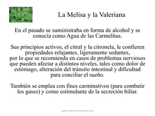 La Melisa y la Valeriana
En el pasado se suministraba en forma de alcohol y se
conocía como Agua de las Carmelitas.
Sus principios activos, el citral y la citronela, le confieren
propiedades relajantes, ligeramente sedantes,
por lo que se recomienda en casos de problemas nerviosos
que pueden afectar a distintos niveles, tales como dolor de
estómago, alteración del tránsito intestinal y dificultad
para conciliar el sueño.
También se emplea con fines carminativos (para combatir
los gases) y como estimulante de la secreción biliar.
www.medicinasnaturistas.com
 