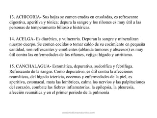13. ACHICORIA- Sus hojas se comen crudas en ensaladas, es refrescante
digestiva, aperitiva y tónica; depura la sangre y los riñones es muy útil a las
personas de temperamento bilioso e histéricas.
14. ACELGA- Es diurética, y vulneraria. Depuran la sangre y mineralizan
nuestro cuerpo. Se comen cocidas o tomar caldo de su cocimiento en pequeña
cantidad, son refrescantes y emolientes (ablanda tumores y abscesos) es muy
útil contra las enfermedades de los riñones, vejiga: hígado y artritismo.
15. CANCHALAGUA- Estomática, depurativa, sudorífica y febrífuga.
Refrescante de la sangre. Como depurativo, es útil contra la afecciones
reumáticas, del hígado ictericia, eczemas y enfermedades de la piel, es
aperitiva, estomacal, mata las lombrices, calma los nervios y las palpitaciones
del corazón, combate las fiebres inflamatorias, la epilepsia, la pleuresía,
afección reumática y en el primer periodo de la pulmonía
www.medicinasnaturistas.com
 