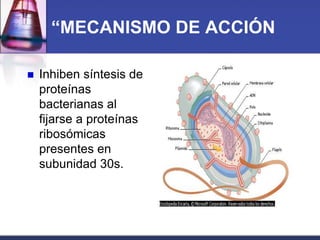 “MECANISMO DE ACCIÓN

   Inhiben síntesis de
    proteínas
    bacterianas al
    fijarse a proteínas
    ribosómicas
    presentes en
    subunidad 30s.
 