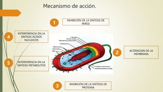 Mecanismo de acción.
1
INHIBICIÓN DE LA SINTESIS DE
PARED
3 INHIBICIÓN DE LA SINTESIS DE
PROTEINA
2
ALTERACION DE LA
MEMBRANA
4
INTERFERENCIA EN LA
SINTESIS ÁCIDOS
NUCLEICOS
5 INTERFERENCIA EN LA
SINTESIS METABOLITOS
 