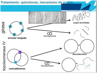 Quinolonas
No Fluoradas
Ac.Nalidíxico
Ac.Oxolínico
Cinoxacina
Ac.Pipemídico
Ac.Piromídico
Fluoradas
Norfloxacina
Pefloxacina
Enoxacina
Ofloxacina
Ciprofloxacina
Norfloxacina
 