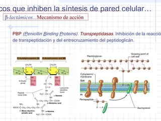 PBP (Penicillin Binding Proteins). Transpeptidasas. Inhibición de la reacción
de transpeptidación y del entrecruzamiento del peptidoglicán.
β-lactámicos...Mecanismo de acción
cos que inhiben la síntesis de pared celular…
 