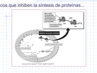 icos que inhiben la síntesis de proteínas...
 