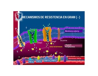 Antibioticoterapia y resistencia microbiana
