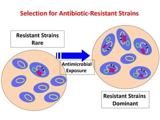 Resistant Strains
Rare
Resistant Strains
Dominant
Antimicrobial
Exposure
Selection for Antibiotic-Resistant Strains
 