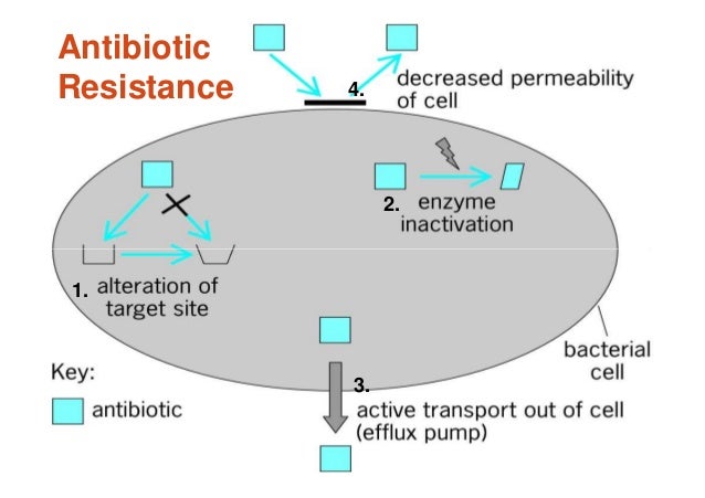 Antibiotic principles