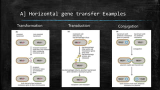 Gene Transfer Example Antibiotic resistance I Mechanism I Types I Contributing factors. | PPTX