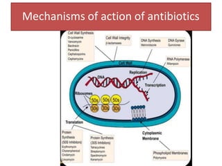 Mechanisms of action of antibiotics
 