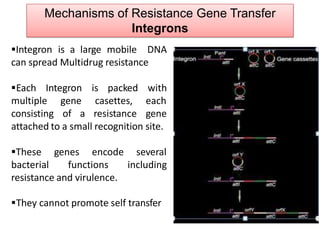 Mechanisms of Resistance Gene Transfer
Integrons
Integron is a large mobile DNA
can spread Multidrug resistance
Each Integron is packed
multiple gene
consisting of a
casettes,
resistance
with
each
gene
attached to a small recognition site.
These genes encode
bacterial functions
several
including
resistance and virulence.
They cannot promote self transfer
 