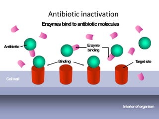 Interioroforganism
Cellwall
Antibiotic
T
arget site
Binding
Enzyme
binding
Antibiotic inactivation
Enzymesbindtoantibioticmolecules
 