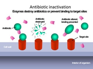 Antibiotic inactivation
Enzymesdestroyantibioticsorpreventbindingtotargetsites
Interioroforganism
Cellwall
Antibiotic
T
arget site
Antibiotic
destroyed
Antibioticaltered,
bindingprevented
 