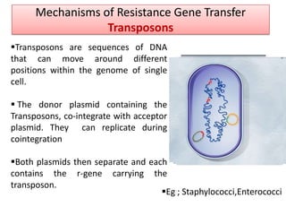 Mechanisms of Resistance Gene Transfer
                  Transposons
Transposons are sequences of DNA
that can move around different
positions within the genome of single
cell.

 The donor plasmid containing the
Transposons, co-integrate with acceptor
plasmid. They can replicate during
cointegration

Both plasmids then separate and each
contains the r-gene carrying the
transposon.
                                    Eg ; Staphylococci,Enterococci
 