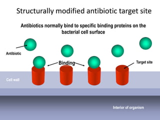 Structurally modified antibiotic target site
            Antibiotics normally bind to specific binding proteins on the
                                bacterial cell surface


Antibiotic

                              Binding                                 Target site



Cell wall




                                                        Interior of organism
 