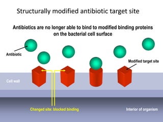 Structurally modified antibiotic target site

    Antibiotics are no longer able to bind to modified binding proteins
                        on the bacterial cell surface


Antibiotic
                                                           Modified target site



Cell wall




             Changed site: blocked binding                Interior of organism
 