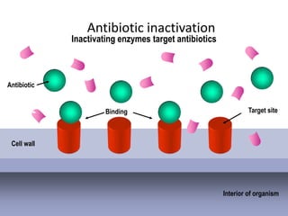 Key Differences Between Antibiotics ​and Antivirals