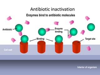Antibiotic inactivation
             Enzymes bind to antibiotic molecules



Antibiotic                        Enzyme
                                  binding


Enzyme              Binding                                Target site



 Cell wall




                                                    Interior of organism
 