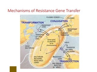 23
Mechanisms of Resistance Gene Transfer
 