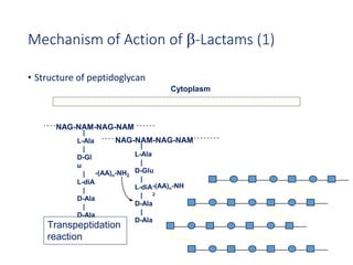 27
Mechanism of Action of b-Lactams (1)
• Structure of peptidoglycan
|
L-Ala
|
D-Gl
u
|
L-diA
|
D-Ala
|
D-Ala
NAG-NAM-NAG-NAM
-(AA)n-NH2
|
L-Ala
|
D-Glu
|
L-diA
|
D-Ala
|
D-Ala
NAG-NAM-NAG-NAM
-(AA)n-NH
2
Cytoplasm
Transpeptidation
reaction
 