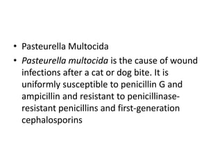 • Pasteurella Multocida
• Pasteurella multocida is the cause of wound
infections after a cat or dog bite. It is
uniformly susceptible to penicillin G and
ampicillin and resistant to penicillinase-
resistant penicillins and first-generation
cephalosporins
 