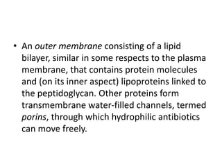 • An outer membrane consisting of a lipid
bilayer, similar in some respects to the plasma
membrane, that contains protein molecules
and (on its inner aspect) lipoproteins linked to
the peptidoglycan. Other proteins form
transmembrane water-filled channels, termed
porins, through which hydrophilic antibiotics
can move freely.
 