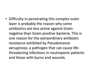 • Difficulty in penetrating this complex outer
layer is probably the reason why some
antibiotics are less active against Gram-
negative than Gram-positive bacteria. This is
one reason for the extraordinary antibiotic
resistance exhibited by Pseudomonas
aeruginosa, a pathogen that can cause life-
threatening infections in neutropenic patients
and those with burns and wounds.
 