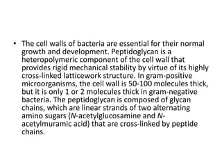 • The cell walls of bacteria are essential for their normal
growth and development. Peptidoglycan is a
heteropolymeric component of the cell wall that
provides rigid mechanical stability by virtue of its highly
cross-linked latticework structure. In gram-positive
microorganisms, the cell wall is 50-100 molecules thick,
but it is only 1 or 2 molecules thick in gram-negative
bacteria. The peptidoglycan is composed of glycan
chains, which are linear strands of two alternating
amino sugars (N-acetylglucosamine and N-
acetylmuramic acid) that are cross-linked by peptide
chains.
 