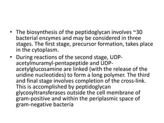 • The biosynthesis of the peptidoglycan involves ~30
bacterial enzymes and may be considered in three
stages. The first stage, precursor formation, takes place
in the cytoplasm.
• During reactions of the second stage, UDP-
acetylmuramyl-pentapeptide and UDP-
acetylglucosamine are linked (with the release of the
uridine nucleotides) to form a long polymer. The third
and final stage involves completion of the cross-link.
This is accomplished by peptidoglycan
glycosyltransferases outside the cell membrane of
gram-positive and within the periplasmic space of
gram-negative bacteria
 