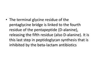 • The terminal glycine residue of the
pentaglycine bridge is linked to the fourth
residue of the pentapeptide (D-alanine),
releasing the fifth residue (also D-alanine). It is
this last step in peptidoglycan synthesis that is
inhibited by the beta-lactam antibiotics
 