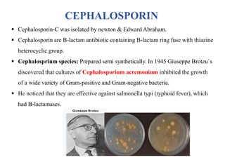 CEPHALOSPORIN
 Cephalosporin-C was isolated by newton & Edward Abraham.
 Cephalosporin are B-lactam antibiotic containing B-lactam ring fuse with thiazine
heterocyclic group.
 Cephalosprium species: Prepared semi synthetically. In 1945 Giuseppe Brotzu`s
discovered that cultures of Cephalosporium acremonium inhibited the growth
of a wide variety of Gram-positive and Gram-negative bacteria.
 He noticed that they are effective against salmonella typi (typhoid fever), which
had B-lactamases.
 