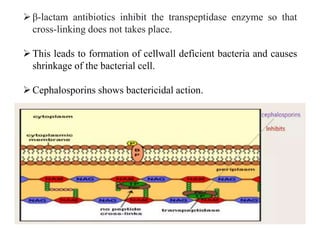 β-lactam antibiotics inhibit the transpeptidase enzyme so that
cross-linking does not takes place.
This leads to formation of cellwall deficient bacteria and causes
shrinkage of the bacterial cell.
Cephalosporins shows bactericidal action.
 