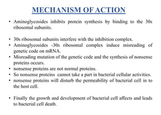 MECHANISM OF ACTION
• Aminoglycosides inhibits protein synthesis by binding to the 30s
ribosomal subunits.
• 30s ribosomal subunits interfere with the inhibition complex.
• Aminoglycosides -30s ribosomal complex induce misreading of
genetic code on mRNA.
• Misreading mutation of the genetic code and the synthesis of nonsense
proteins occurs.
• nonsense proteins are not normal proteins.
• So nonsense proteins cannot take a part in bacterial cellular activities.
• nonsense proteins will disturb the permeability of bacterial cell in to
the host cell.
• Finally the growth and development of bacterial cell affects and leads
to bacterial cell death.
 
