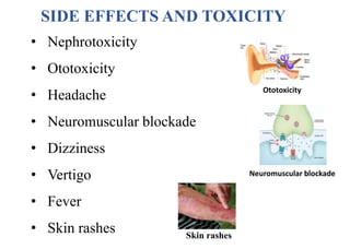 SIDE EFFECTS AND TOXICITY
• Nephrotoxicity
• Ototoxicity
• Headache
• Neuromuscular blockade
• Dizziness
• Vertigo
• Fever
• Skin rashes
Ototoxicity
Neuromuscular blockade
Skin rashes
 