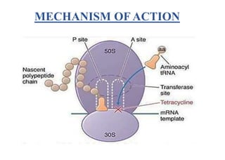MECHANISM OF ACTION
 