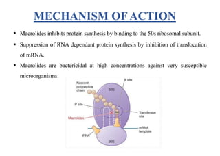 MECHANISM OF ACTION
 Macrolides inhibits protein synthesis by binding to the 50s ribosomal subunit.
 Suppression of RNA dependant protein synthesis by inhibition of translocation
of mRNA.
 Macrolides are bactericidal at high concentrations against very susceptible
microorganisms.
 