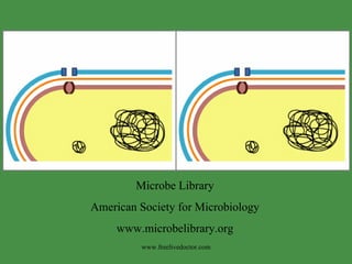 Microbial Library Examples Antibiotics | PPT