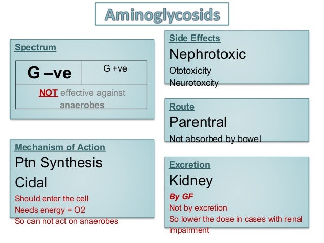 Is Zithromax Nephrotoxic