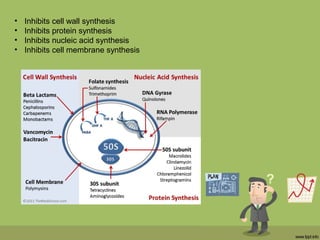 • Inhibits cell wall synthesis
• Inhibits protein synthesis
• Inhibits nucleic acid synthesis
• Inhibits cell membrane synthesis
 