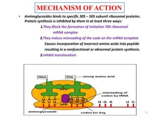 • Aminoglycosides binds to specific 30S – 50S subunit ribosomal proteins.
Protein synthesis is inhibited by them in at least three ways:
1.They Block the formation of initiation 70S ribosomal
mRNA complex
2.They induce misreading of the code on the mRNA template
Causes incorporation of incorrect amino acids into peptide
resulting in a nonfunctional or abnormal protein synthesis.
3.Inhibit translocation
11
MECHANISM OF ACTION
 