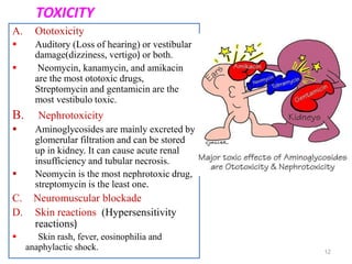 A. Ototoxicity
 Auditory (Loss of hearing) or vestibular
damage(dizziness, vertigo) or both.
 Neomycin, kanamycin, and amikacin
are the most ototoxic drugs,
Streptomycin and gentamicin are the
most vestibulo toxic.
B. Nephrotoxicity
 Aminoglycosides are mainly excreted by
glomerular filtration and can be stored
up in kidney. It can cause acute renal
insufficiency and tubular necrosis.
 Neomycin is the most nephrotoxic drug,
streptomycin is the least one.
C. Neuromuscular blockade
D. Skin reactions (Hypersensitivity
reactions)
 Skin rash, fever, eosinophilia and
anaphylactic shock. 12
TOXICITY
 